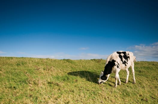 Single black and white spotted cow grazing on the German North Sea dike at Hilgenriedersiel near the city of Norden under blue sky with scattered cumulus clouds