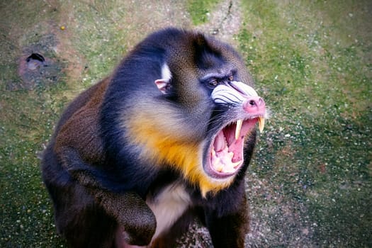 The mandrill (Mandrillus sphinx) is a primate of the Cercopithecidae (Old-world monkeys) family