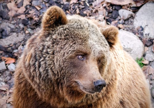 Brown Bear, Ursus arctos in the rain with wet fur. Closeup.