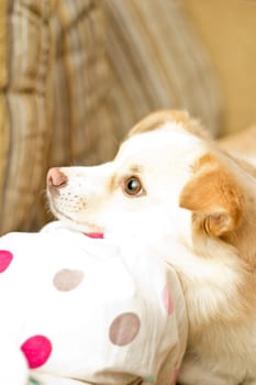 Little dog look up having head on knee