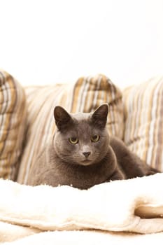 A dog looking stright to the camera, being on sofa