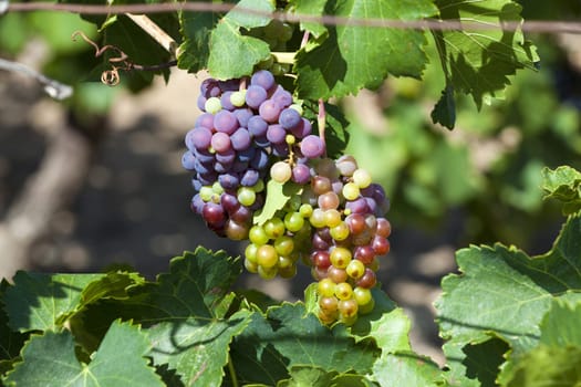 Ripe grapes on a vine in a vineyard near Gruissan in the south of France