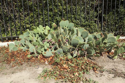 Wild growing prickly pear cactus in a castle courtyard in the south of France