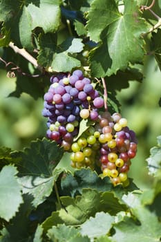 Ripe grapes on the vine in a vineyard near Gruissan in the south of France