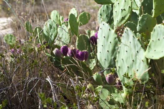 Wild growing prickly pear cacti in the dry hills of Gruissan in the Languedoc-Roussillon region,southern France