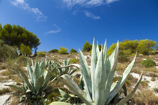 Agaves in the dry hills of the Languedoc-Roussillon region near Gruissan/Narbonne