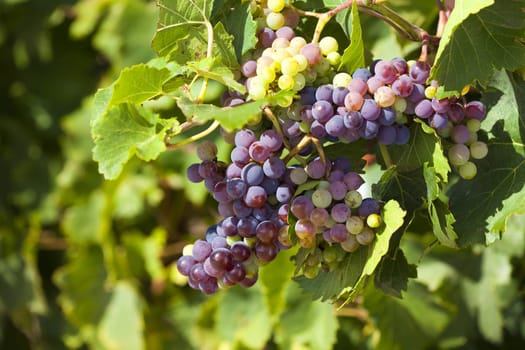 Ripe grapes on a vine in a vineyard near Gruissan in the south of France