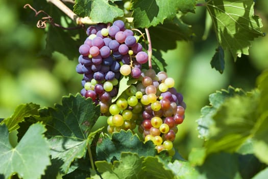 Ripe grapes on a vine in a vineyard near Gruissan in the south of France