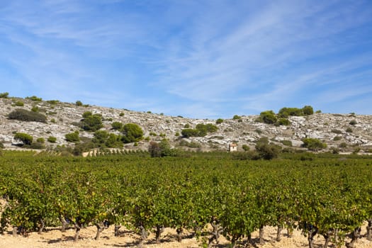 Young vineyard in Gruissan,Languedoc-Roussillon region in the south of France