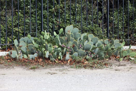 Wild growing prickly pear cactus in a castle courtyard in the south of France