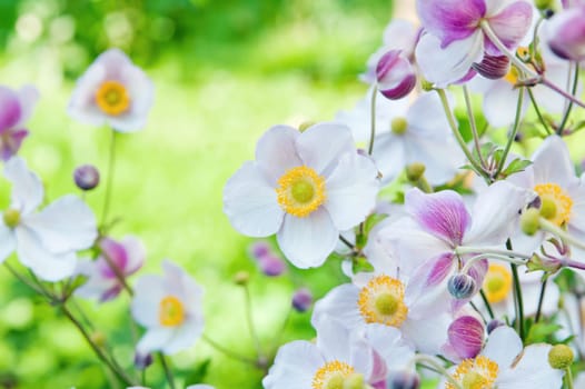 Anemone japonica flowers, lit by sunlight  in the garden.