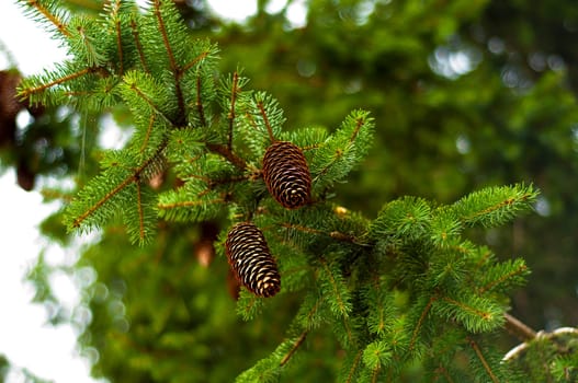 Spruce branch full of cones