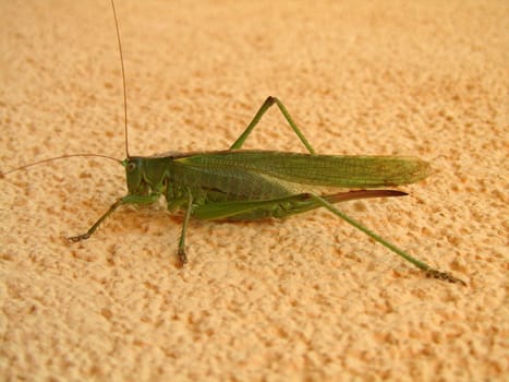 large hayhorse - Tettigonia viridissima