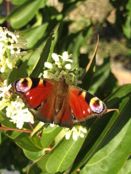 Seven Sons of Heaven - Heptacodium miconioides - with peacock butterfly