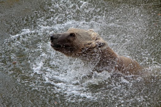 Brown bear