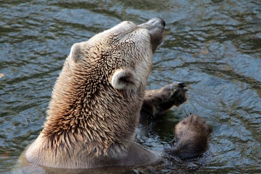 Brown bear