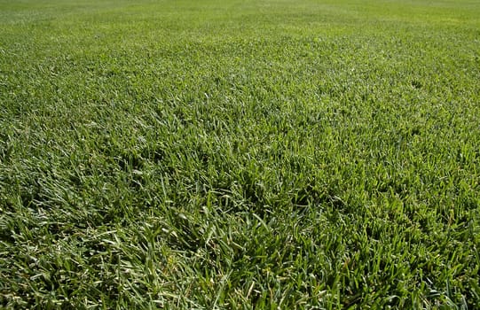 detail photo of green, short cutted grass