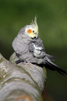 Grey cockatiel