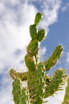 cactus and clouds during the winter in Sicily