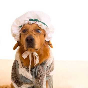 Wolf dog dressed as grandma golden retriever as Baby Little Red Riding Hood tale