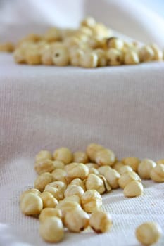 light bown fresh hazelnuts in group on natural cloth