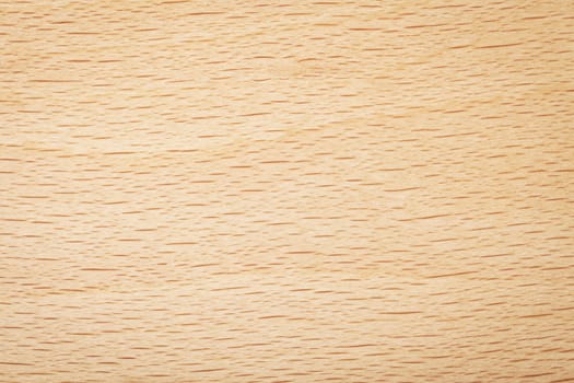 Beech wood texture for background. Natural plank macro shot