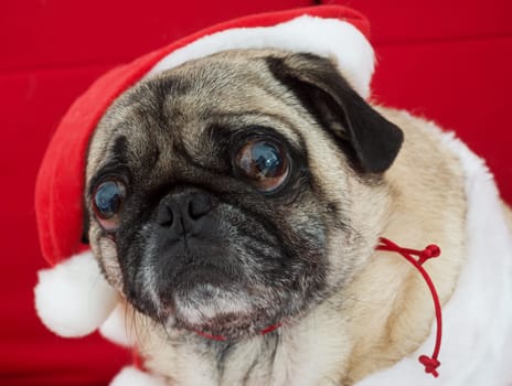 Holiday Pug with Expressive Face