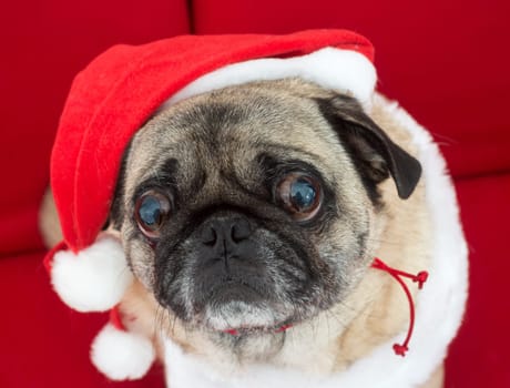 Christmas Pug