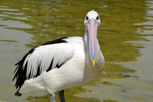 Curious pelican in the zoo