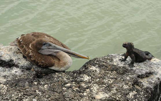 Pelican and marine iguana meet at Galapagos