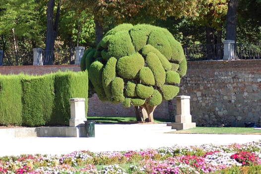 Cypress tree in Retiro Park in Madrid, Spain