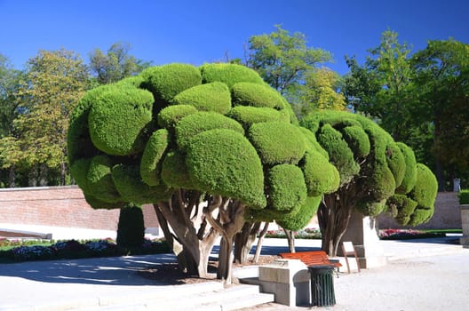 Cypress tree in Retiro Park in Madrid, Spain
