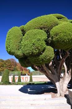 Cypress tree in Retiro Park in Madrid, Spain