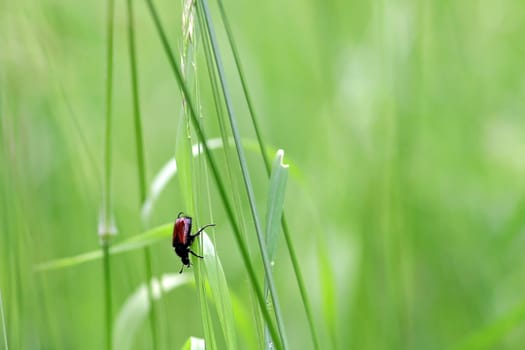 Garden leaf beetle looking for a partner