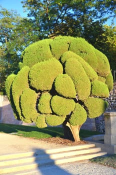 Cypress tree in Retiro Park in Madrid, Spain