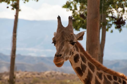Portrait of giraffe on landscape background watching on you