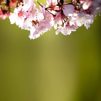 Spring Cherry blossoms in full bloom
