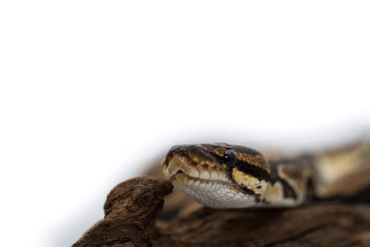 Ball Python close up (Python Regius)