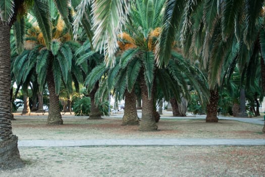 par with beautiful palm trees