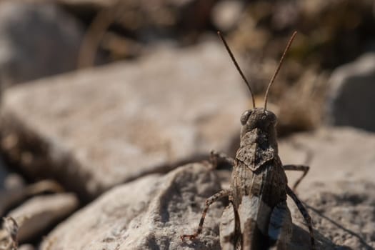 Brown locust close up full body side view (Oedipoda carulescens)
