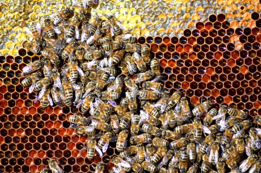 Bees on honeycomb