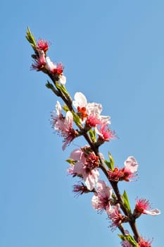 Pink cherrys blossom