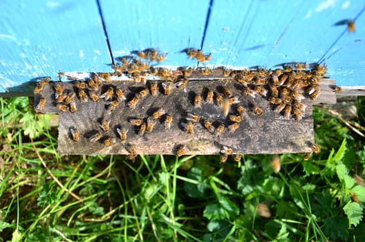 A lot of bees entering a beehive