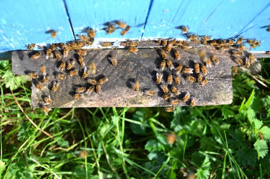 A lot of bees entering a beehive