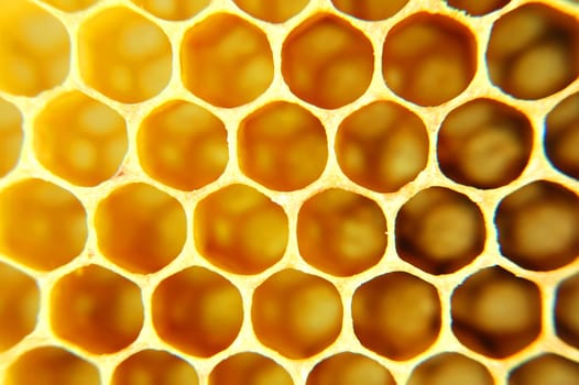 Honeycomb