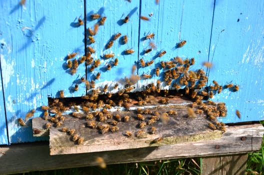 A lot of bees entering a beehive