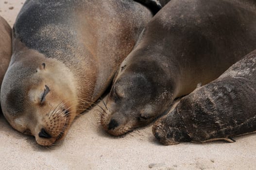 Cuddle Hour in Santa Fe - Galapagos