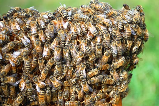 Bees on honeycomb
