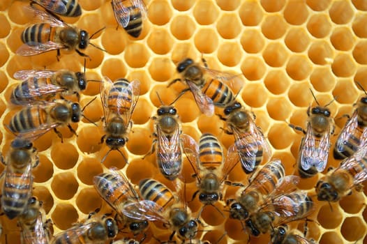 Bees on honeycomb