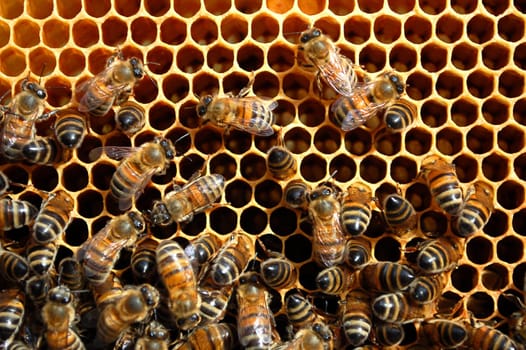 Bees on honeycomb